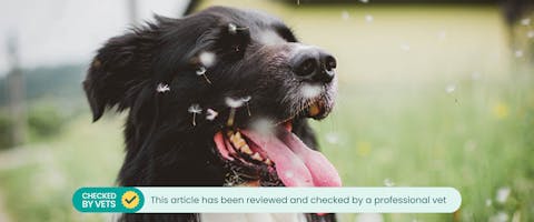 Are dandelions poisonous to dogs 2025